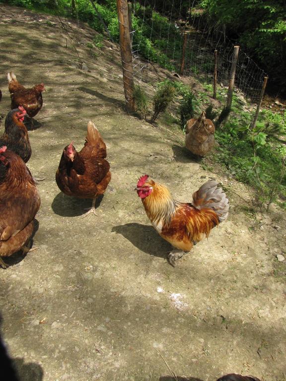 Gospodarstwo Agroturystyczne U Ani Krosnica  Luaran gambar